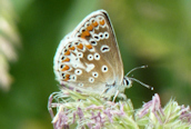 Brown Argus