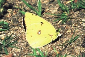 Clouded Yellow