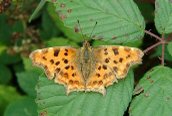 Comma