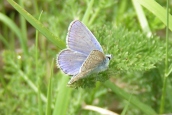 Common Blue - Male 