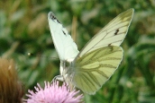 Green-veined White 