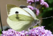 Large White