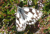 Marbled White