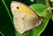 Meadow Brown