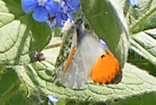 Orange Tip