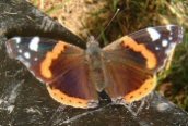 Red Admiral