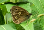 Ringlet