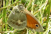 Small Heath