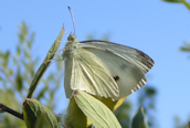 Small White