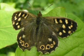 Speckled Wood