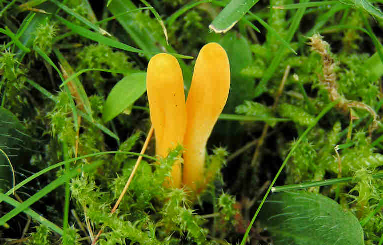 Clavulinopsis (helvola)