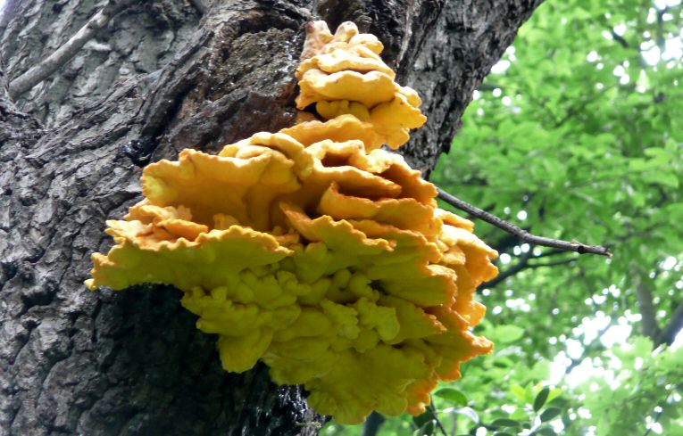 Grifola frondosa