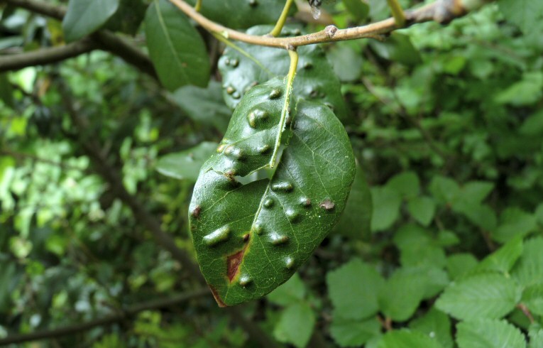 Aceria ilicis