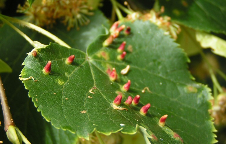Aceria lateannulatus