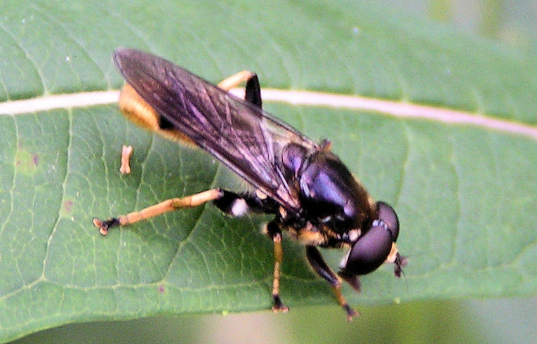 Xylota sylvarum