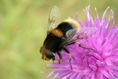 Eristalis intricarius