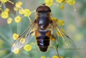 Eristalis pertinax