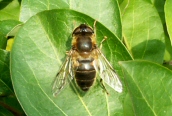 Eristalis tenax