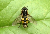 Helophilus pendulus