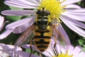 Myathropa florea