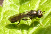 Neoascia sp.