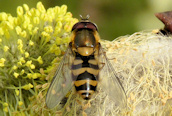 Syrphus torvus ?