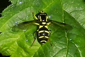 Xanthogramma citrofasciatum