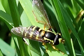 Xanthogramma citrofasciatum