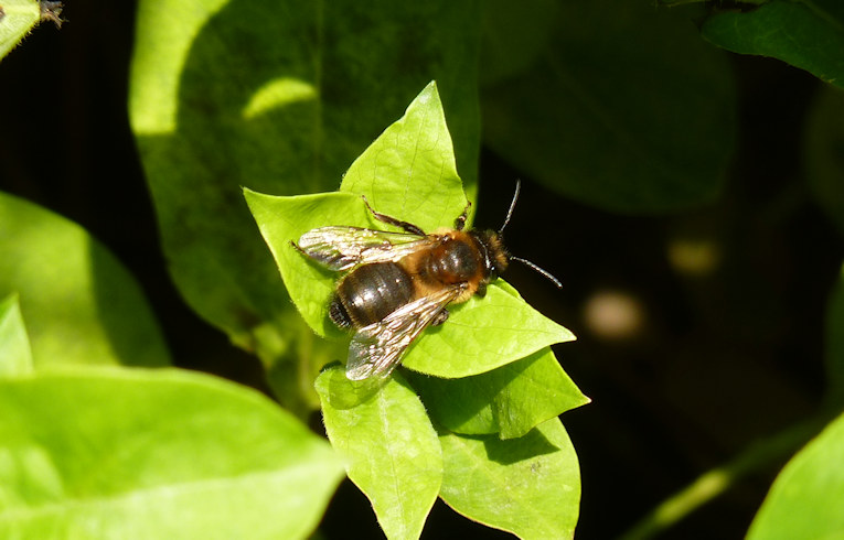 Andrena (scotica ?)