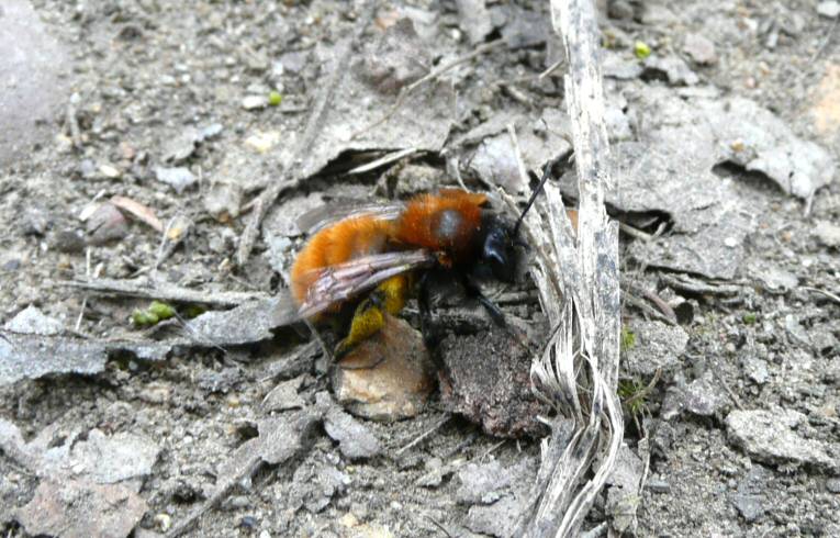 Andrena sp. - mining bee