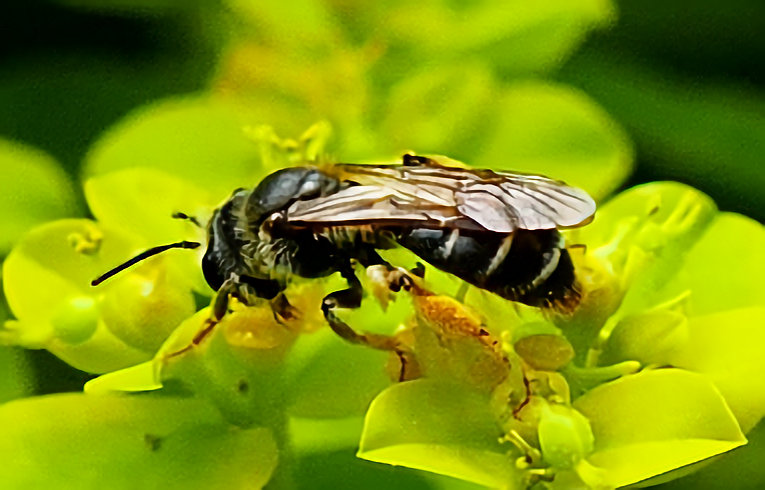 Halictus rubicundus