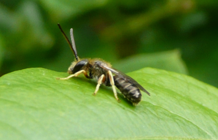 Halictus tumulorum