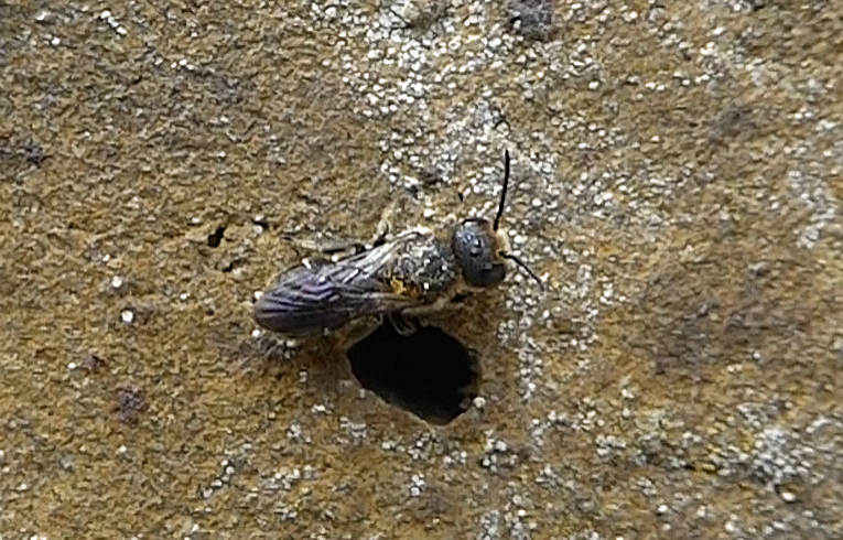 Heriades truncorum