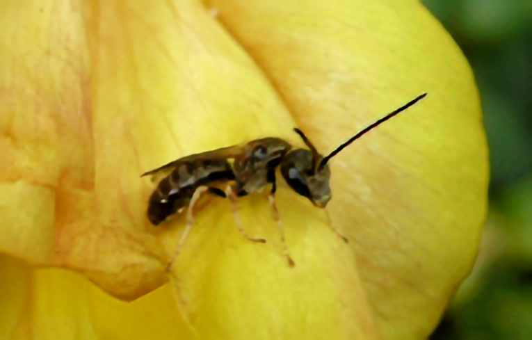 Lasioglossum calceatum ?