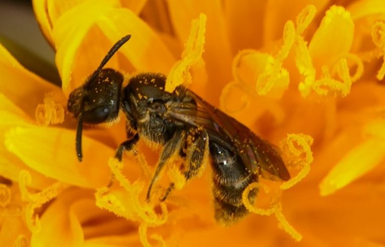 Lasioglossum (lativentre?)