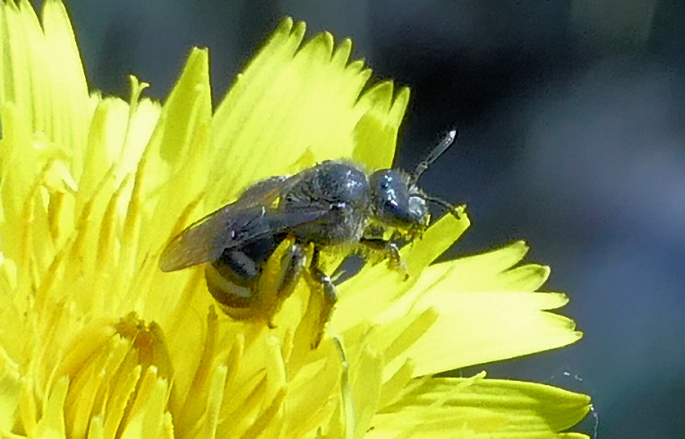 Lasioglossum leucozonium?