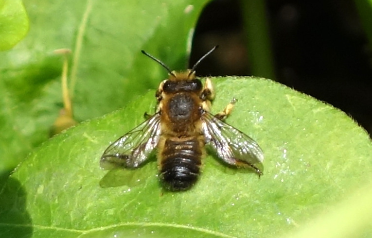 WILDLIFE/insects/bee_Halictus_tumulorum_070705.htm