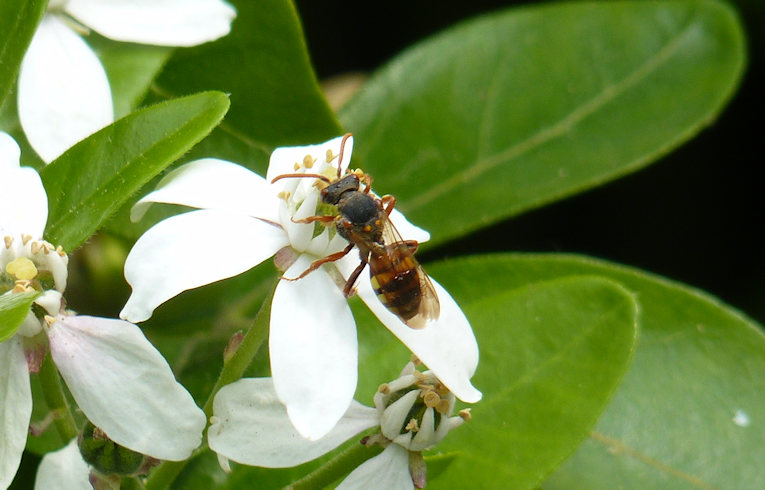 Nomada (flava?)