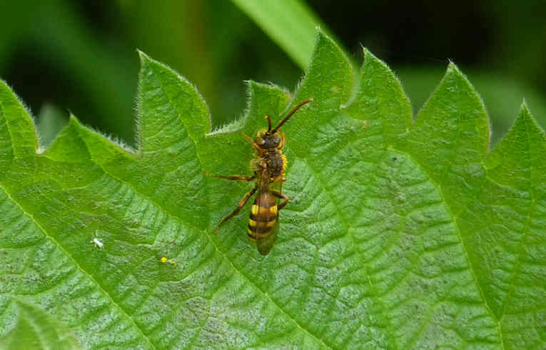 Nomada (flava ?)