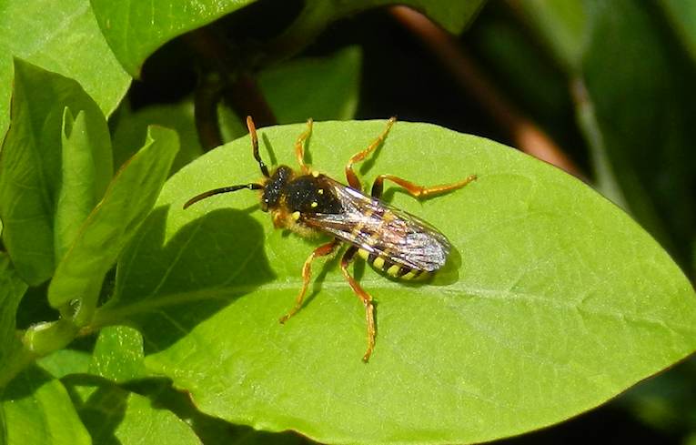 Nomada goodeniana