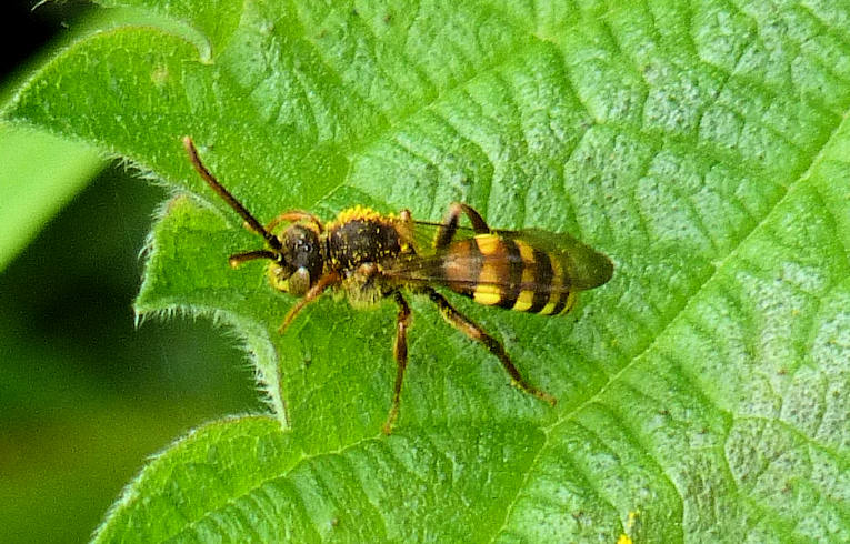 Nomada (leucophthalma ?)