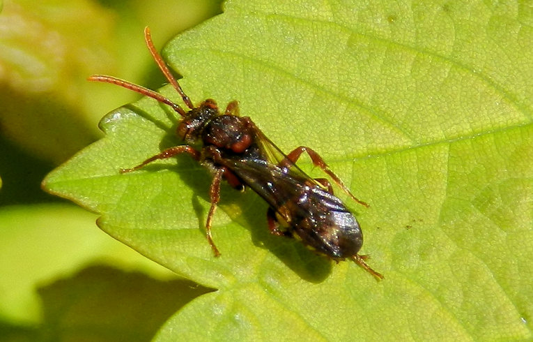 Nomada marshamella