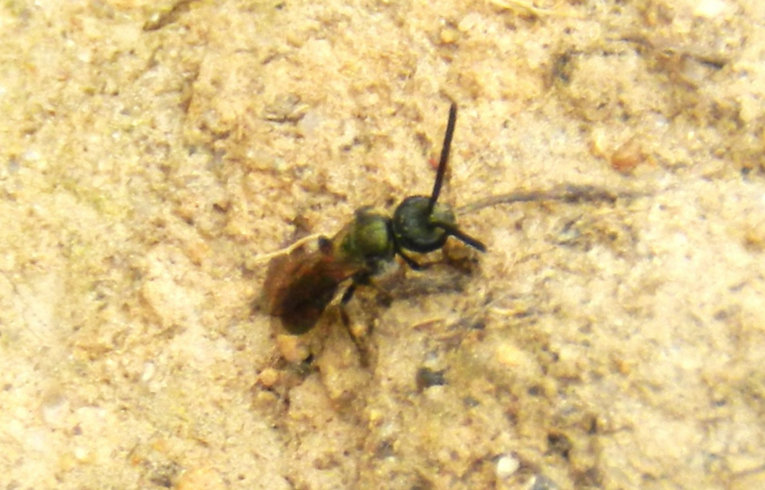 Nomada fabriciana