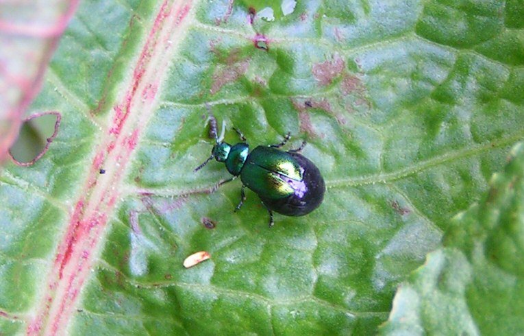 Altica sp. ?