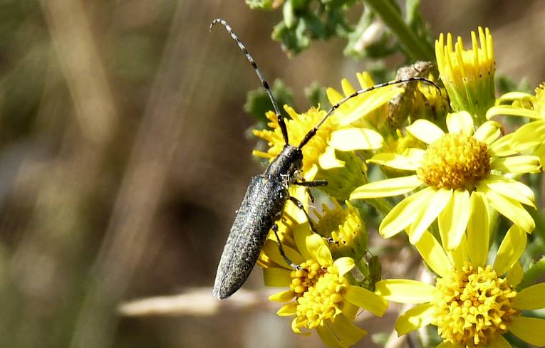 Agapanthia villosoviridescens