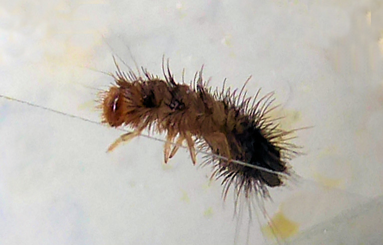 Anthrenus verbasci