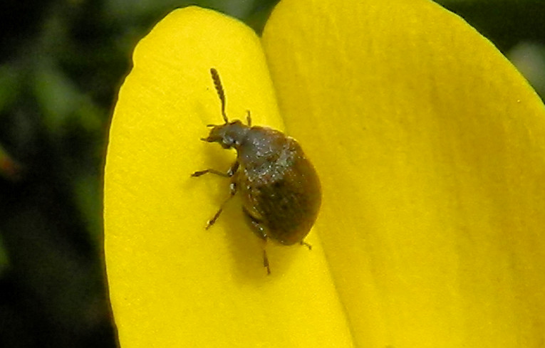 Bruchius villosus