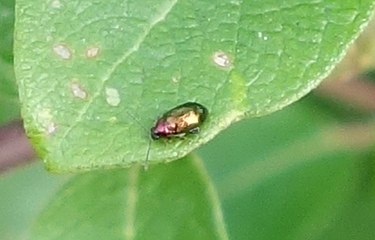 Crepidodera aurata