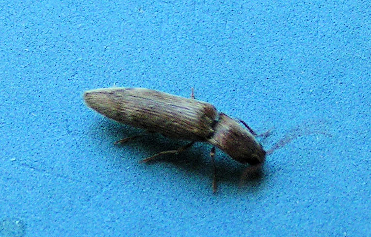 Stenagostus rhombeus
