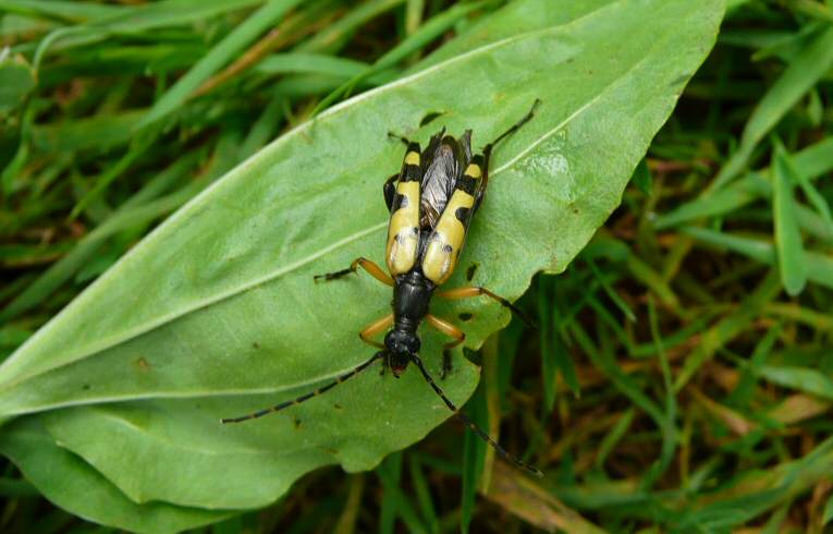 Strangalia maculata